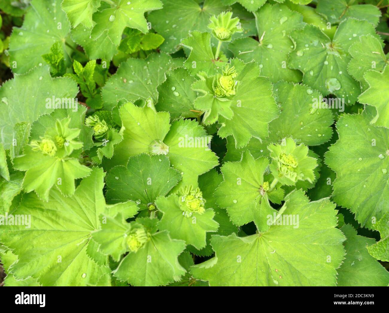 Lady's mantle Alchemilla plant with rain drops on leaves. Ornamental and medicinal herb. Green leaves background. Stock Photo