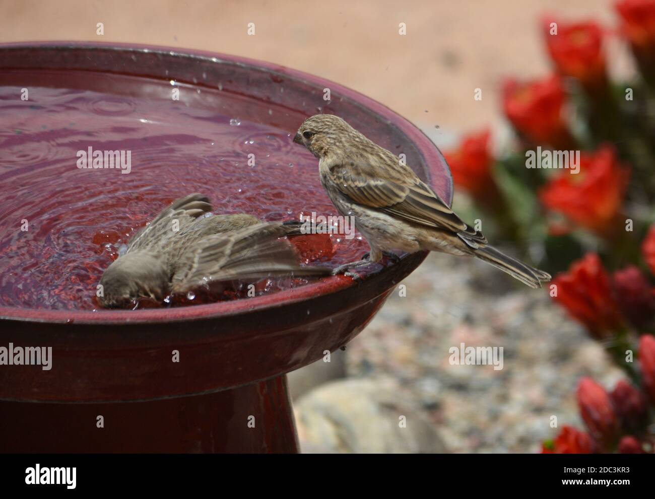 Two female house finches (Haemorhous Mexicanus) take baths in a