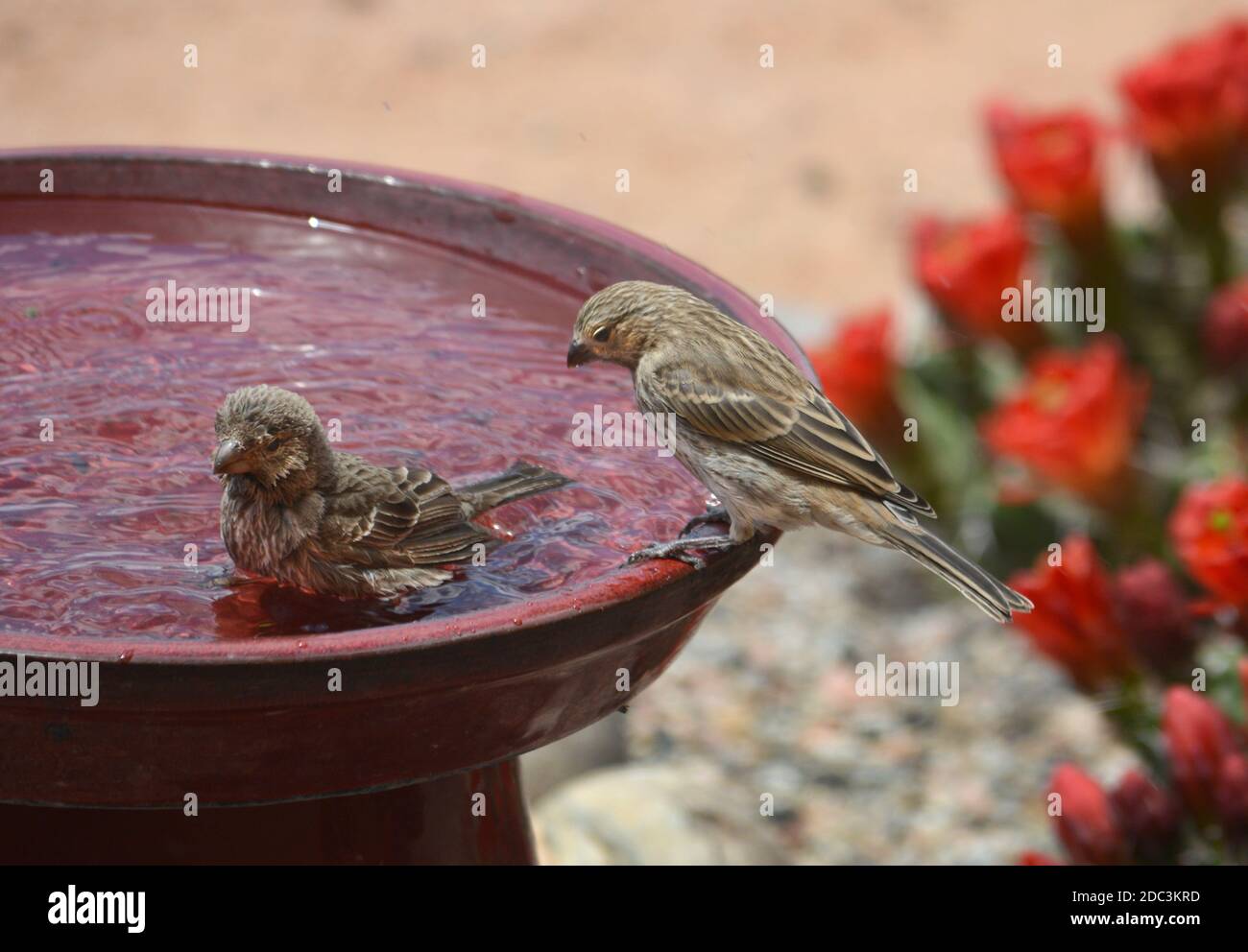 Two female house finches (Haemorhous Mexicanus) take baths in a