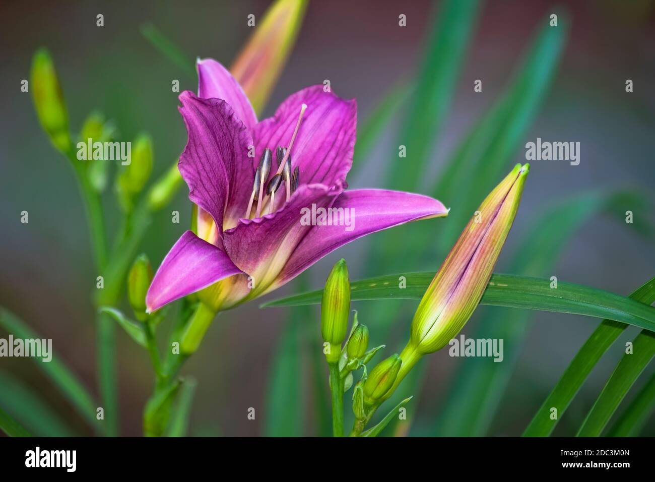 Vibrant Pink Day Lily plant on a soft background Stock Photo