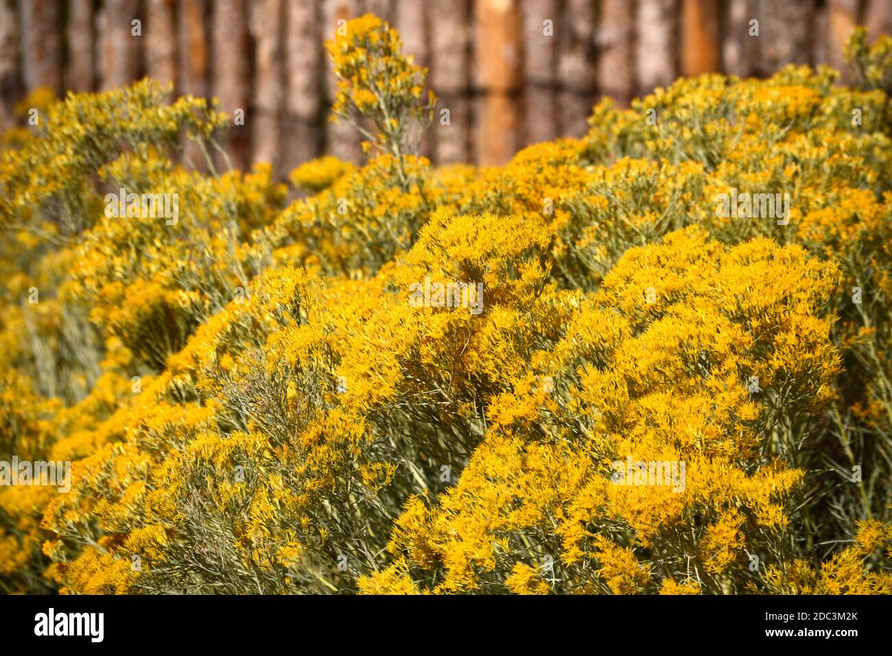 Chamisa hires stock photography and images Alamy