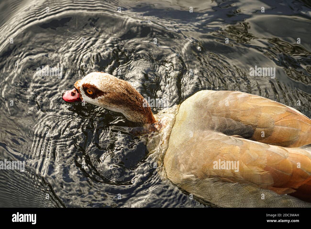 An Egyptian goose at the London Wetland Centre in Barnes. Photo date: Tuesday, November 3, 2020. Photo: Roger Garfield/Alamy Stock Photo