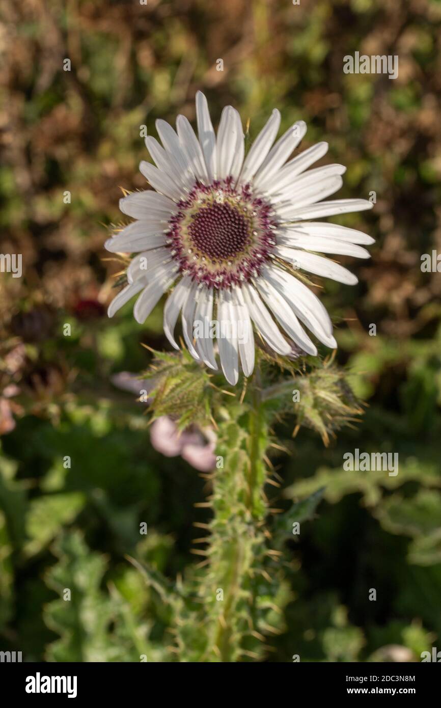Berkheya Purpurea – Zulu Warrior, single dramatic daisy-like flower, natural flower portrait Stock Photo