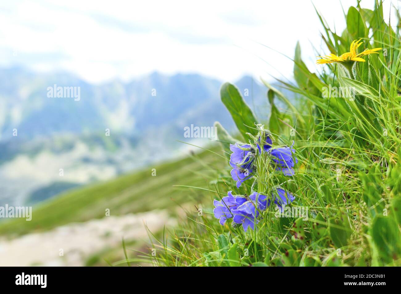 Campanula alpina bellflower growing in Tatra Mountains, Carpathians. Selective focus. Stock Photo