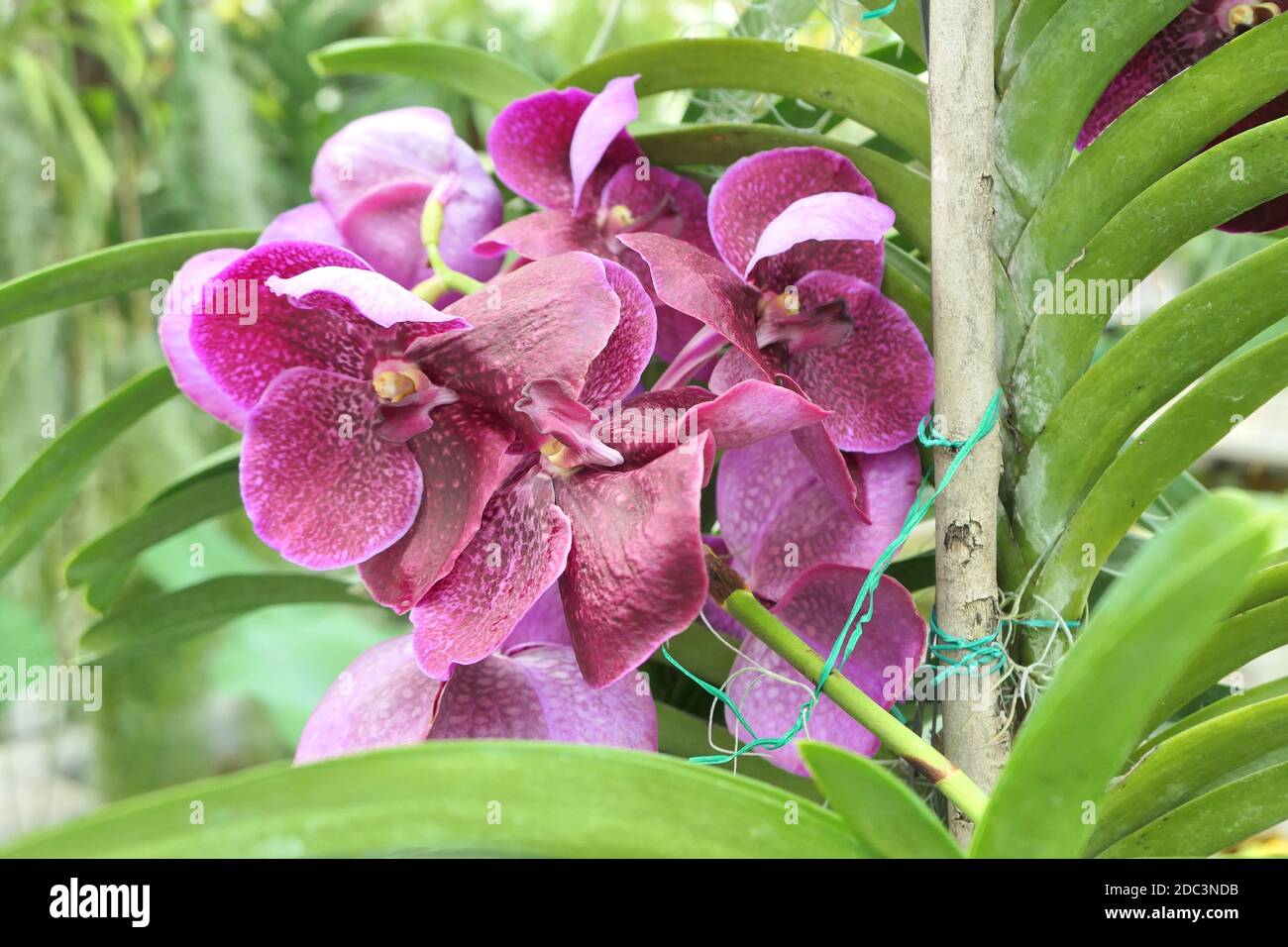 Purple Vanda orchid flowers close up. Selective focus. Stock Photo