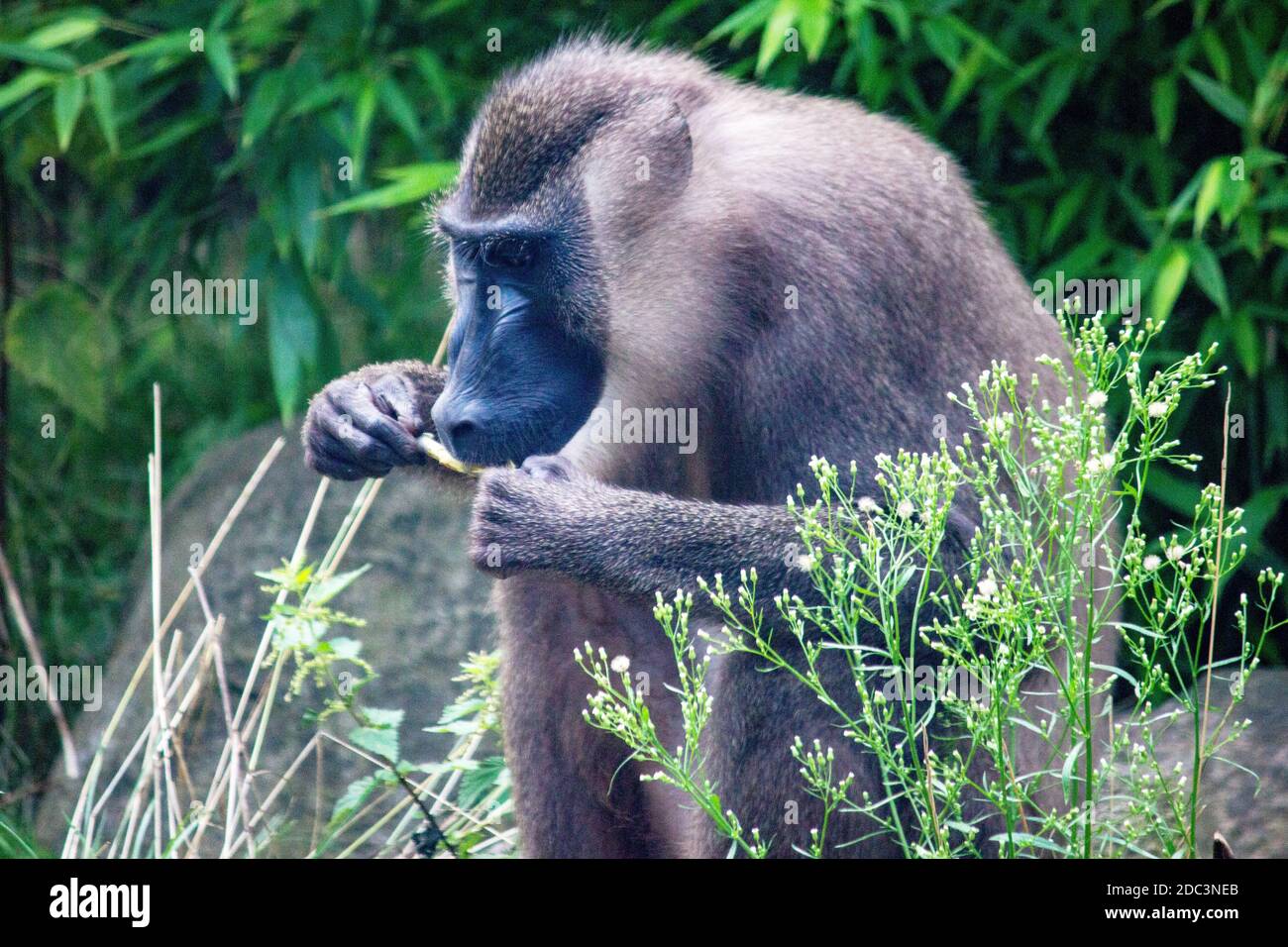 View of a drill while eating. They are primates from the family Cercopithecidae, Mandrillus leucophaeus Stock Photo