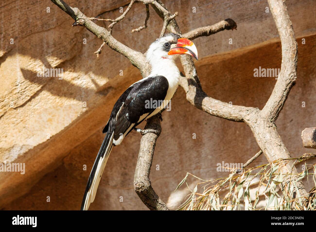 Picture of a Von der Deckens hornbill sitting on a branch, They are a hornbill, Tockusckeni, which occurs in East Africa Stock Photo