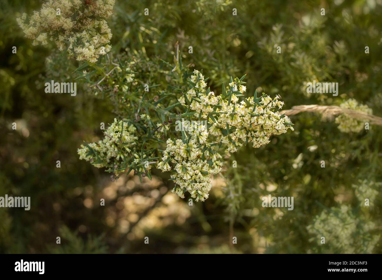 Fragrant Colletia Paradoxa small tree/ shrub flowering profusely Stock Photo