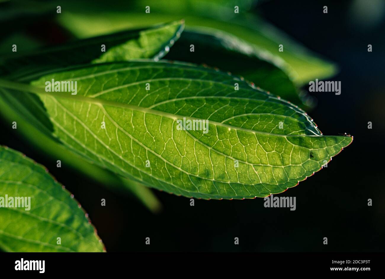 An elongated, green shining leaf of a Green Forsythia (Forsythie viridissima Lindl.) among other similar leaves Stock Photo
