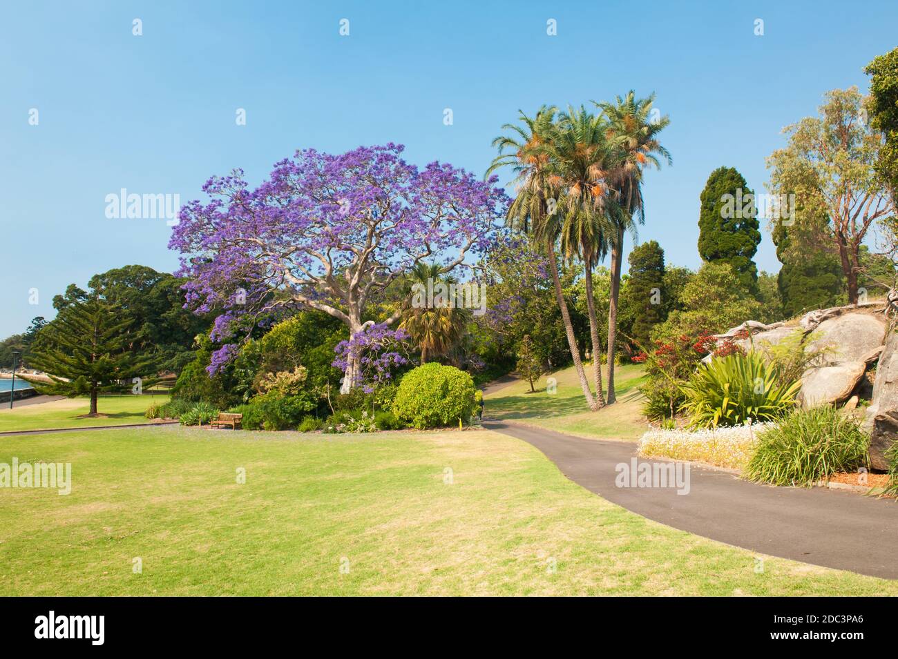 Blooming jacaranda tree in the park, Sydney, New South Wales, Australia Stock Photo