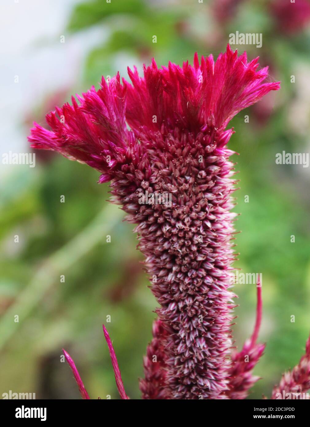 Close-up of celosia cristata  Pink ,velvet flower in a garden Stock Photo