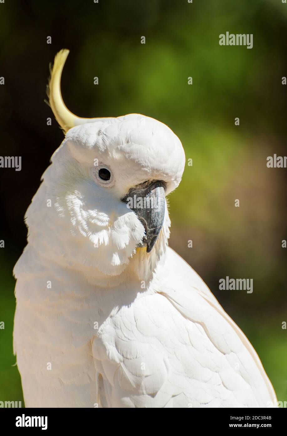 Wild cockatoo on a green background. Seen in Dandenong Ranges national