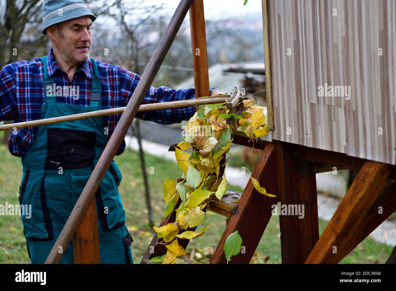 Farm Rake Falling A farmer in the village rakes up fallen autumn leaves Stock Photo - Alamy