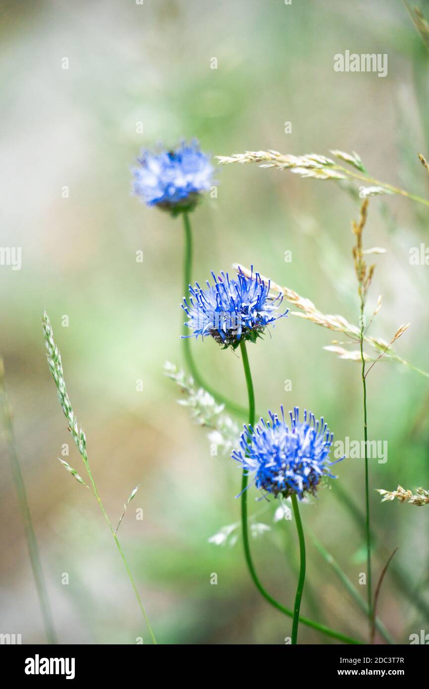 Single flower wild growing hi-res stock photography and images - Alamy