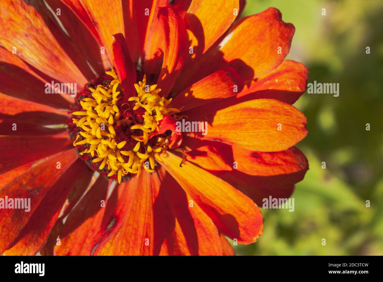 An orange flower zinnia close-up on blur green background. Youth-and-old-age flower Stock Photo