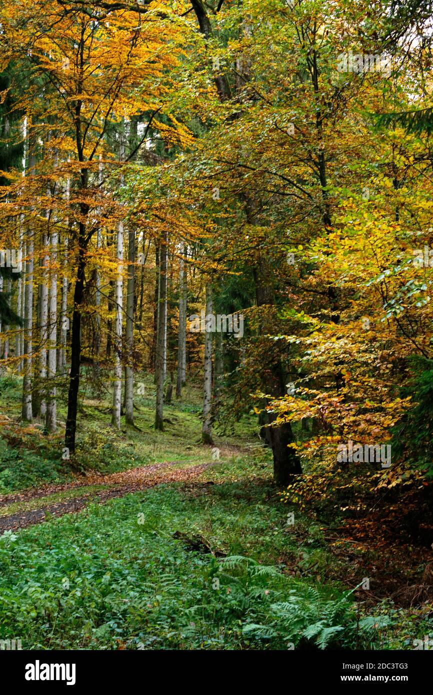 Autumn beech leaves, yellow leaves on branches against blue sky with plenty copy space. Stock Photo