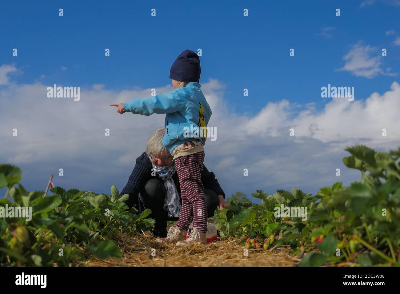 Child standing and pointing in field with grandmother picking green crops. Long shot. Stock Photo