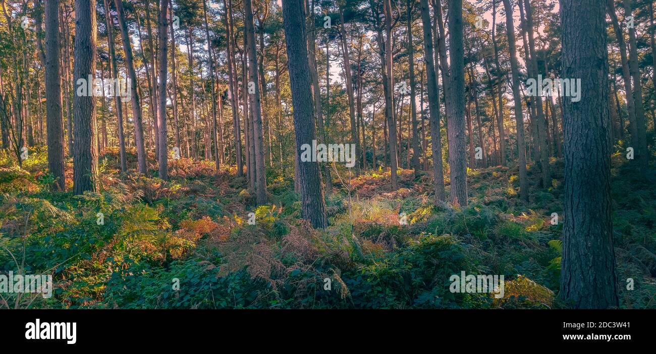 Enchanting Delamere Forest in autumn Stock Photo