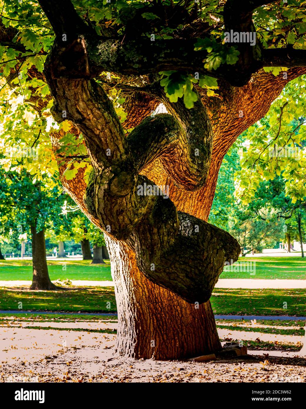 Detailed Oak tree in bright sunlight casting shadows in summer at Walton Hall and Gardens Stock Photo