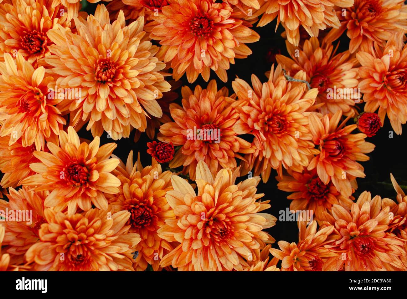 Orange hardy chrysanthemum plants as a pattern. Abstract flower background texture Stock Photo