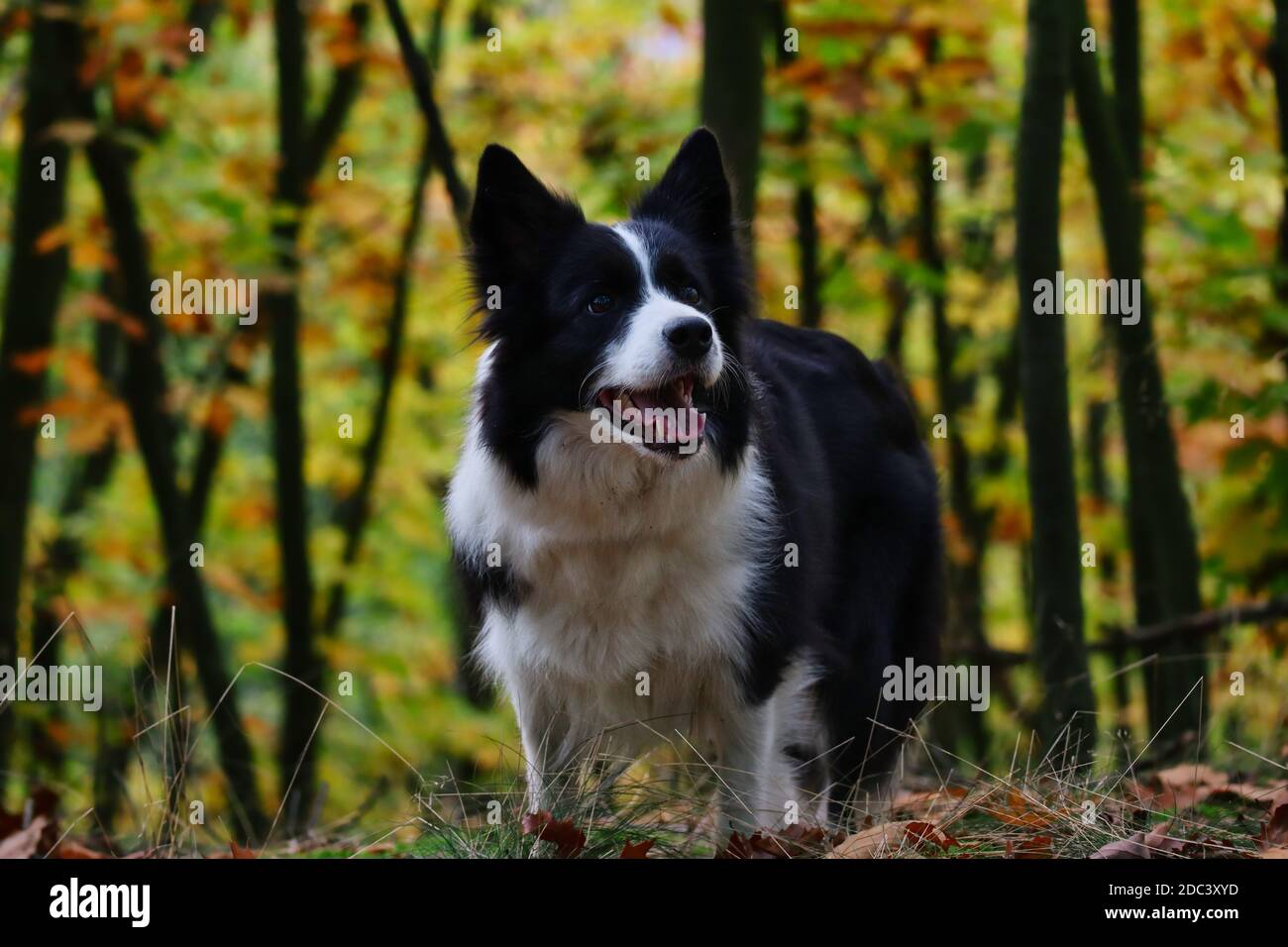 Cute Border Collie Stands in Colorful Forest during Fall Season. Autumn Mood with Happy Black and White Dog Smiling in Nature. Stock Photo