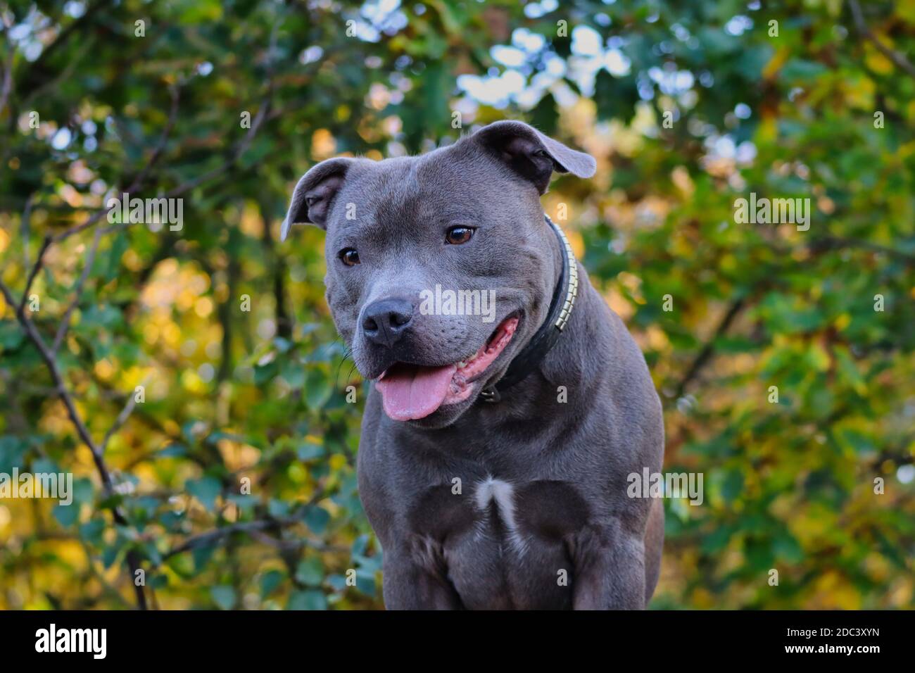 English Staffordshire Bull Terrier Looks Down in the Nature. Head Portrait of Blue Staffy with Natural Background. Stock Photo