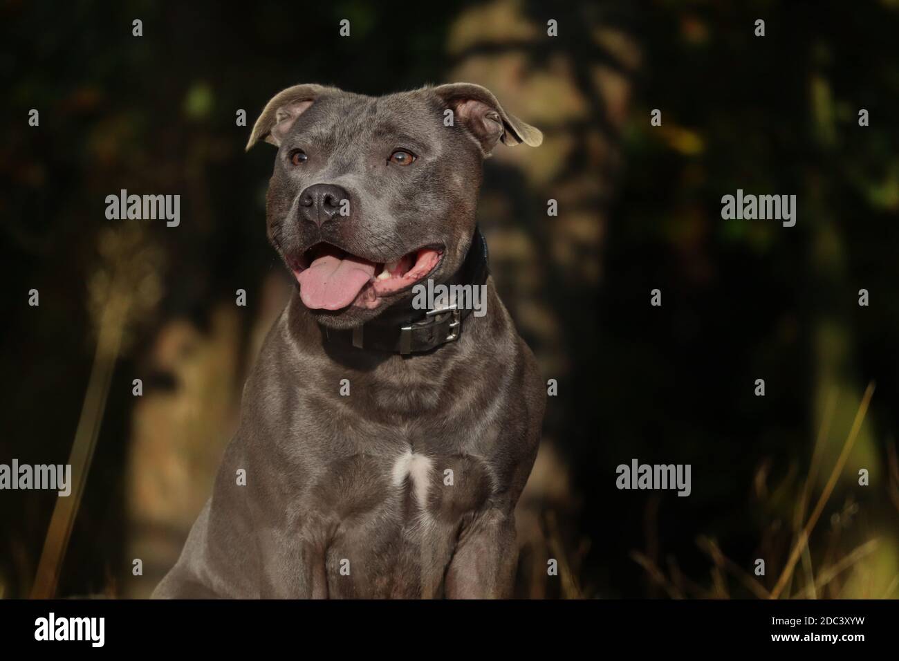 English Staffordshire Terrier High Resolution Stock Photography And Images Alamy