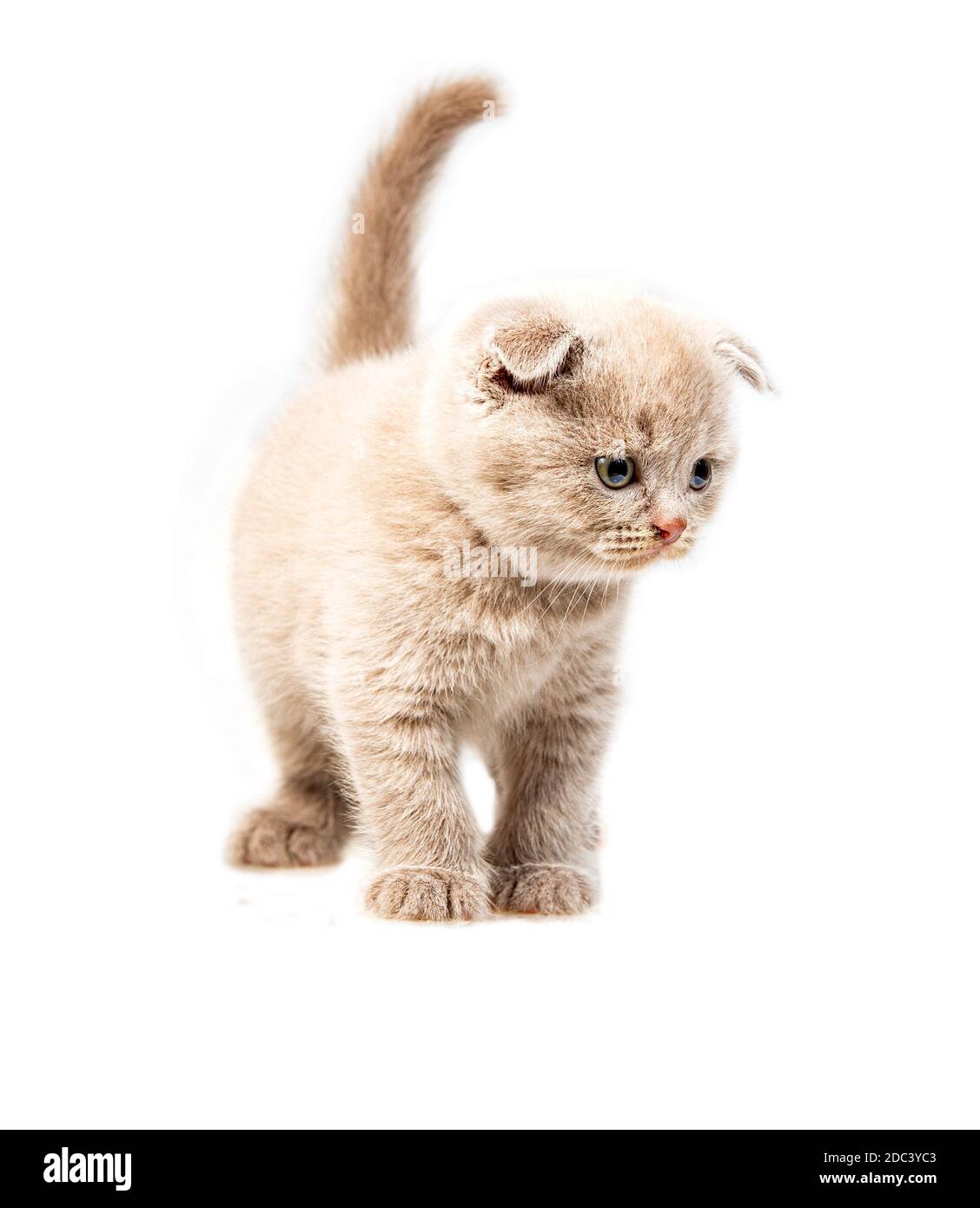 British Cat Hi Res Stock Photography And Images Alamy