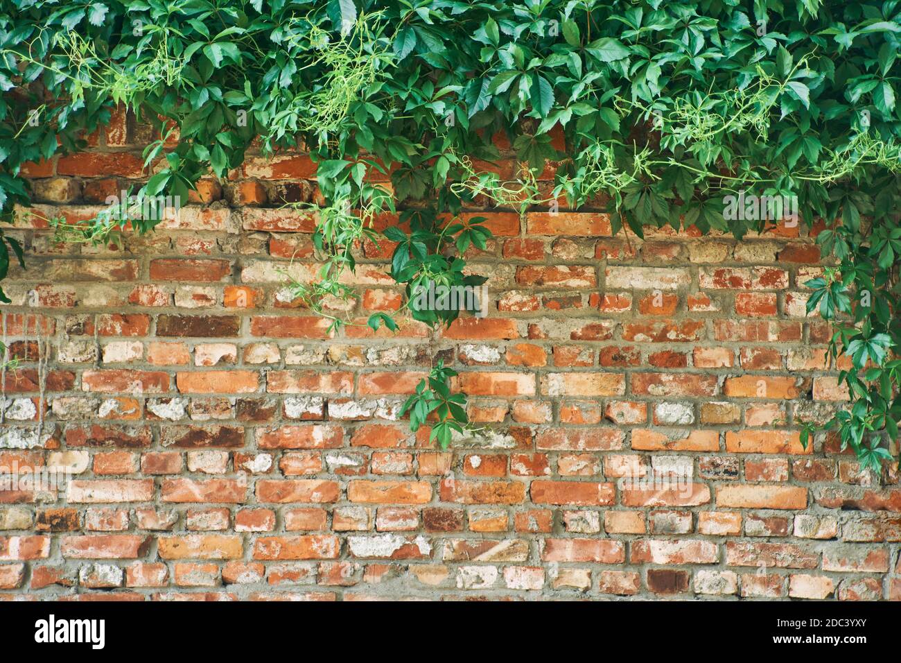 Creeper plant on concrete wall hires stock photography and images Alamy