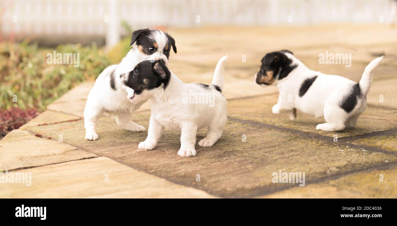 Puppy 6 weeks old playing together. Group of purebred  small Jack Russell Terrier baby dogs Stock Photo