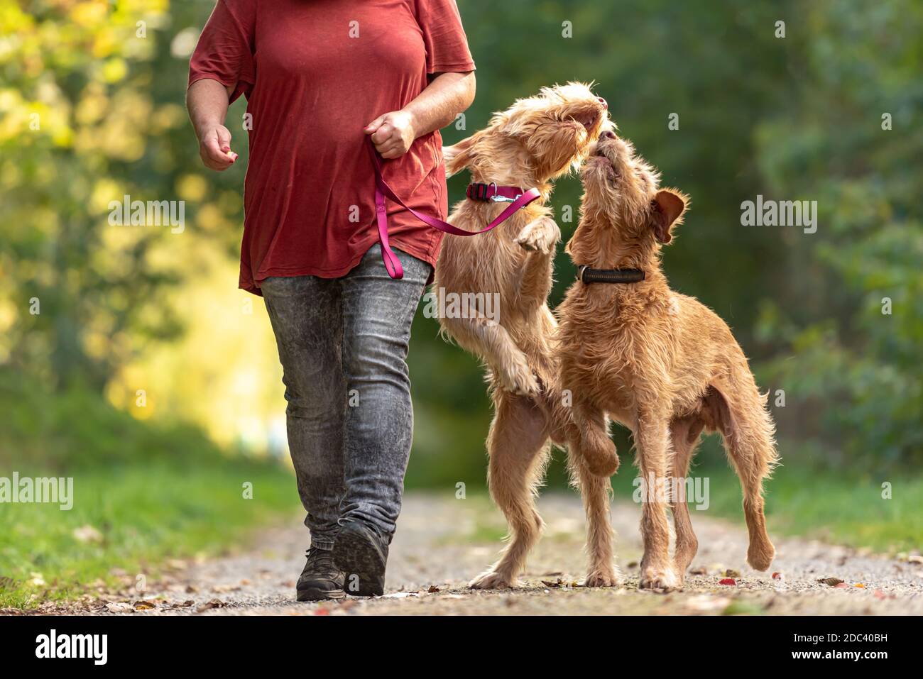 Young and old Magyar Vizsla.  One female dog handler is walking with her two funny and cheeky dog on the road in a forest Stock Photo