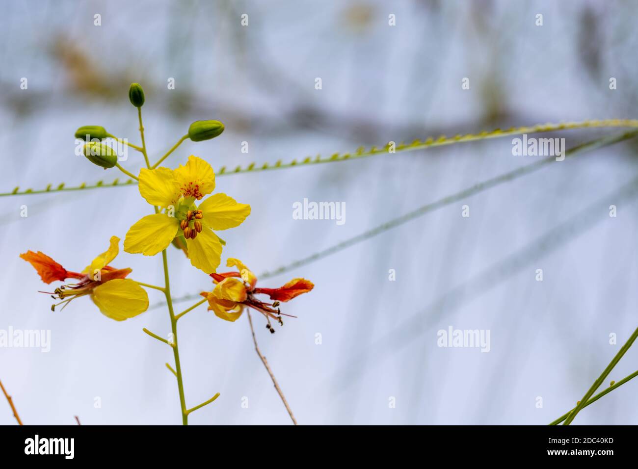 Yellow flowers of a Jerusalem thorn tree or Palo Verde (Parkinsonia aculeata) in a park in Granada Stock Photo