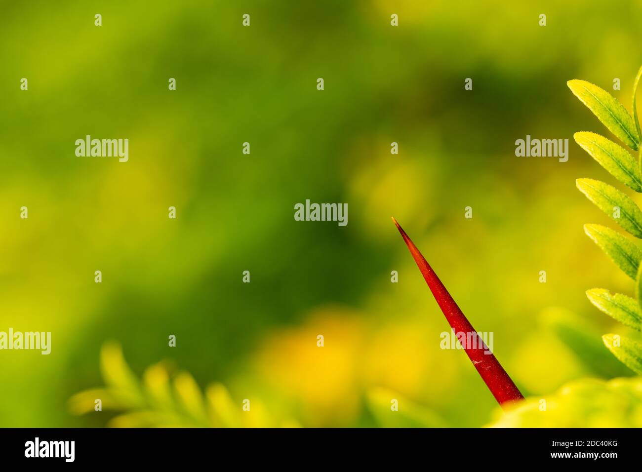 Detail of a large red thorn from a mimosa (Acacia dealbata) Stock Photo
