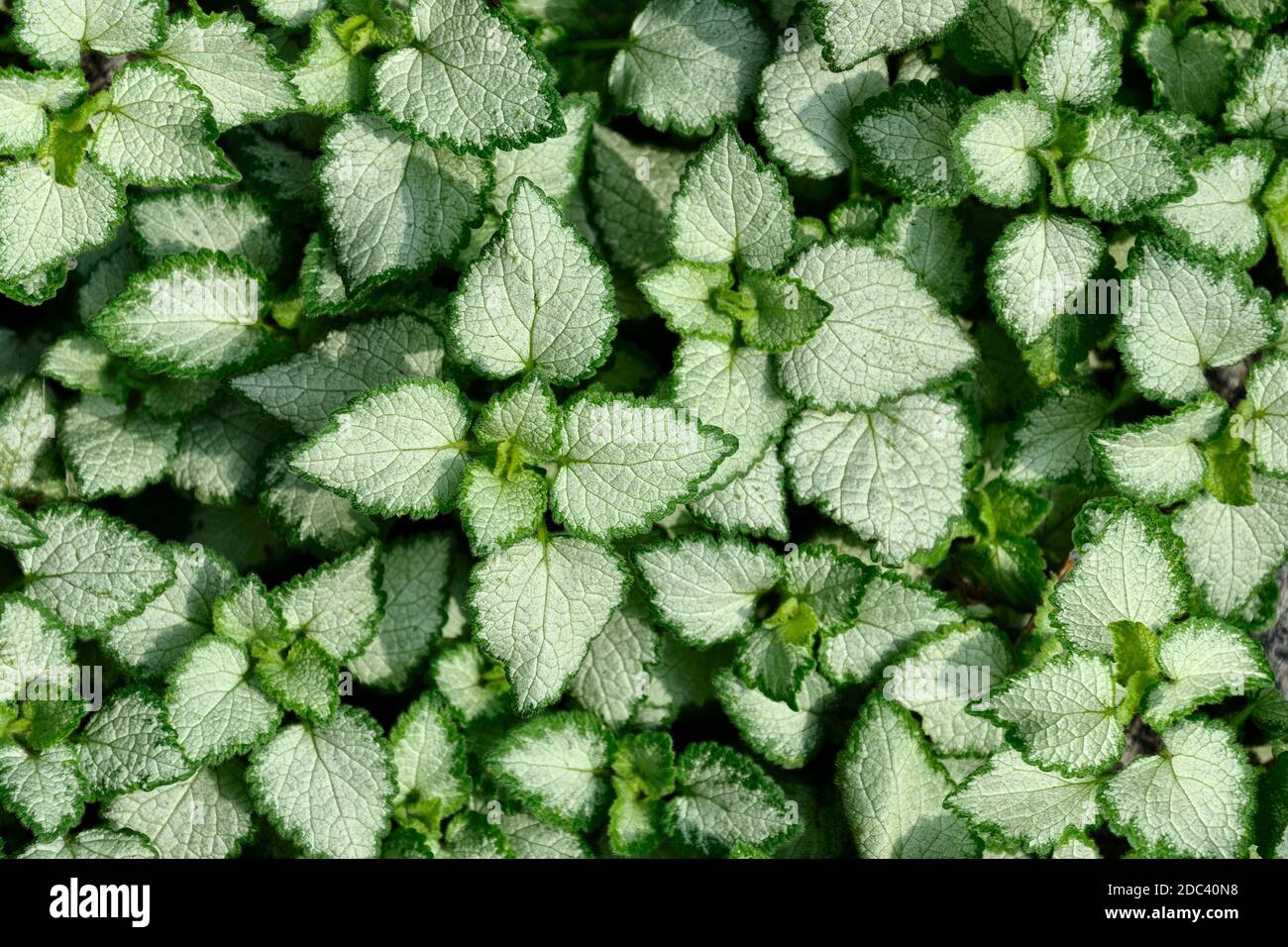 Silvery white with green edges leaves of Lamium maculatum - natural background. Lamium may be beautiful decoration of any garden or park, alpine slide Stock Photo