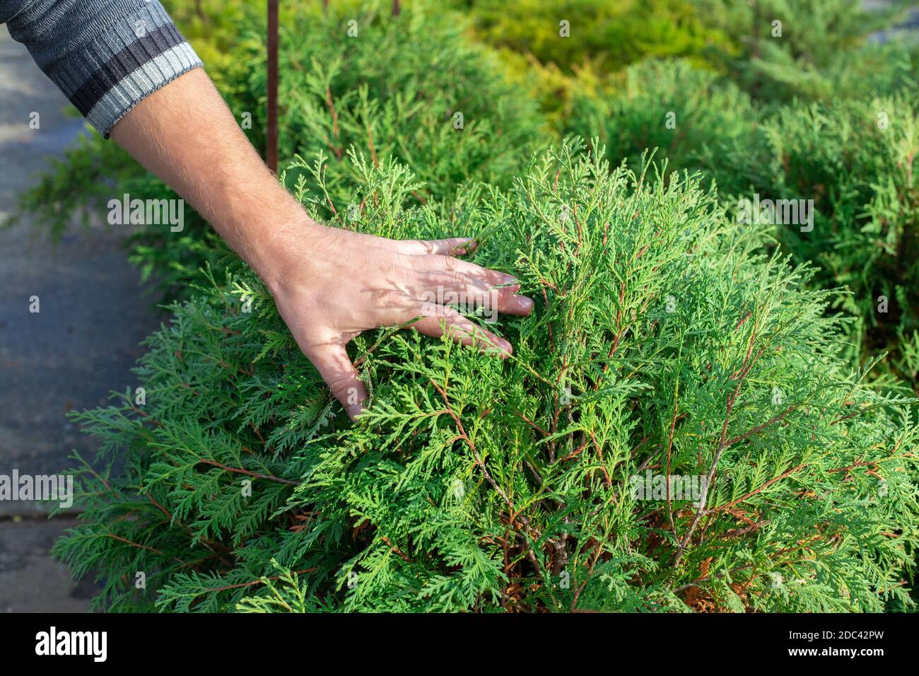 the gardener examines the thuja bush. Healthy plants and feeding. Stock Photo