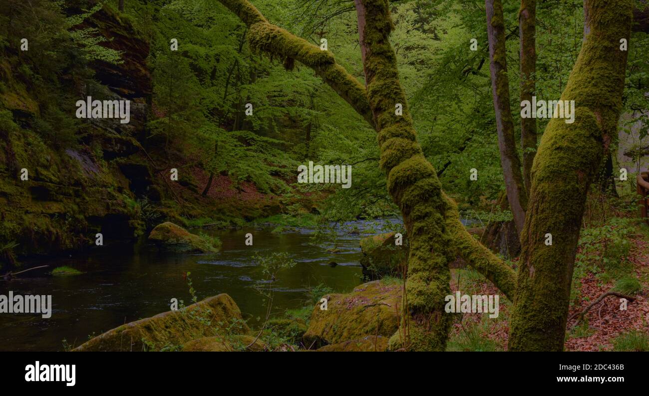 Gorge in the jungle hi-res stock photography and images - Alamy