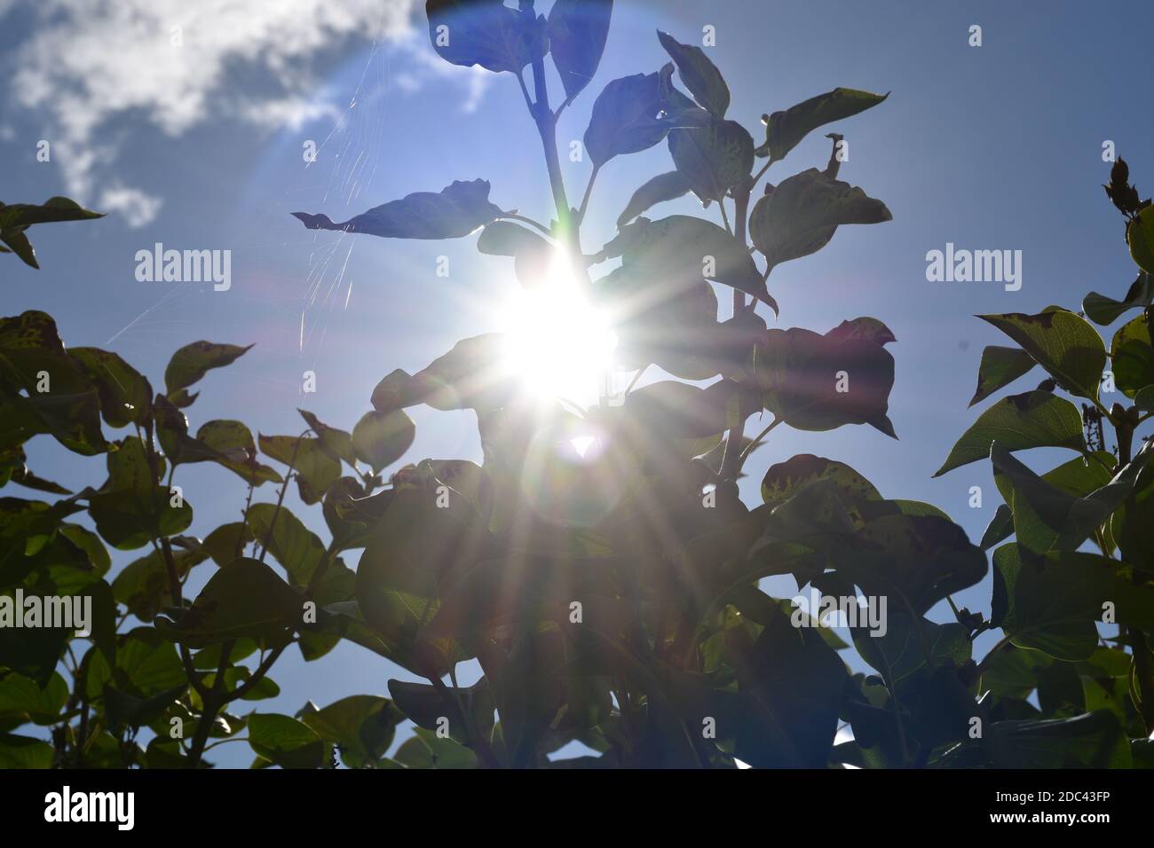 Sonne, Sonnenstrahl, Sonnenstrahlen, verdeckt, Ast, Blatt, Blätter, durchscheinen, Licht, blenden, hell, Himmel, blau, Wolke, wolkig, wolkenlos, Somme Stock Photo
