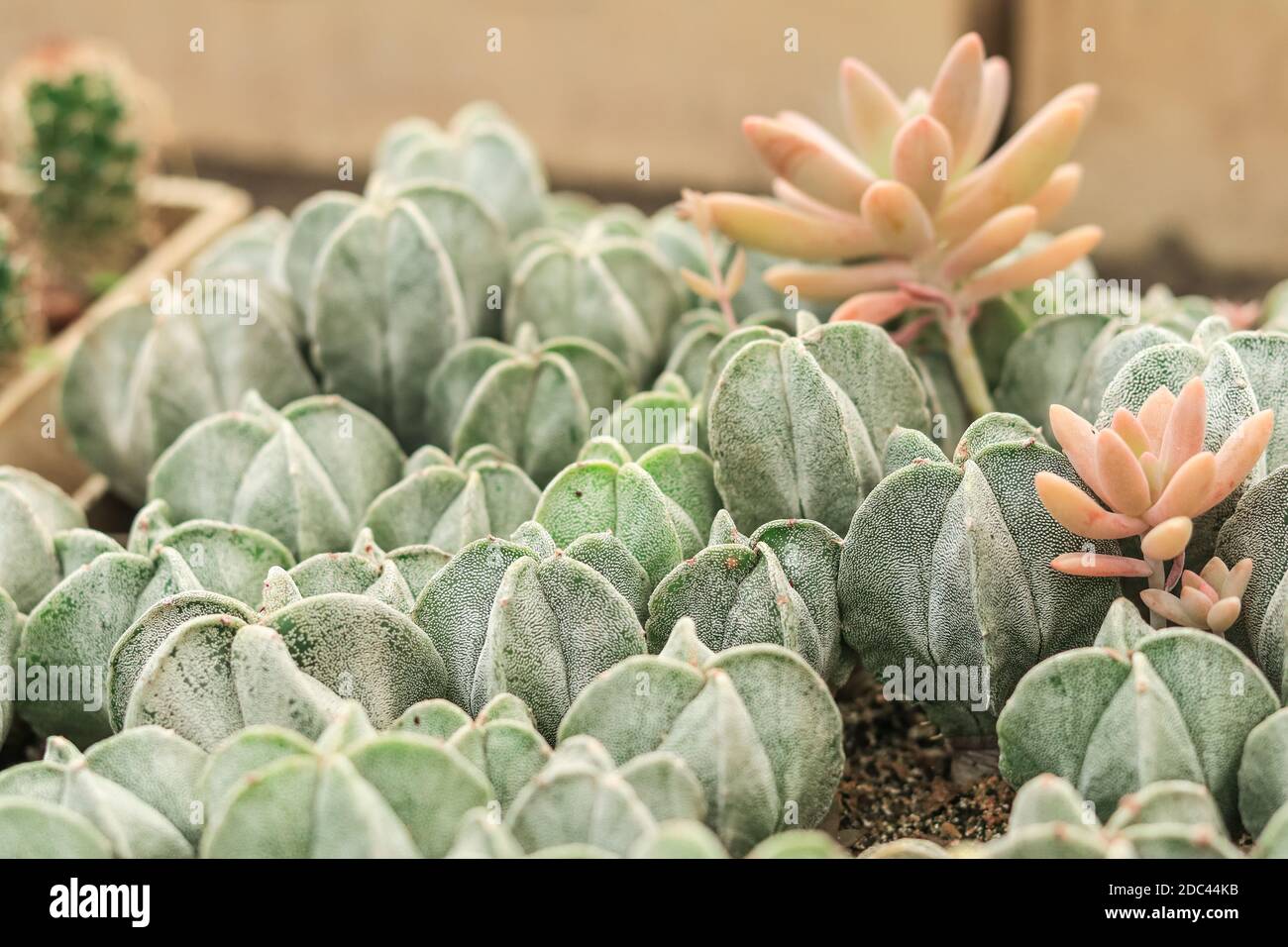 Lots Of Cacti High Resolution Stock Photography And Images Alamy