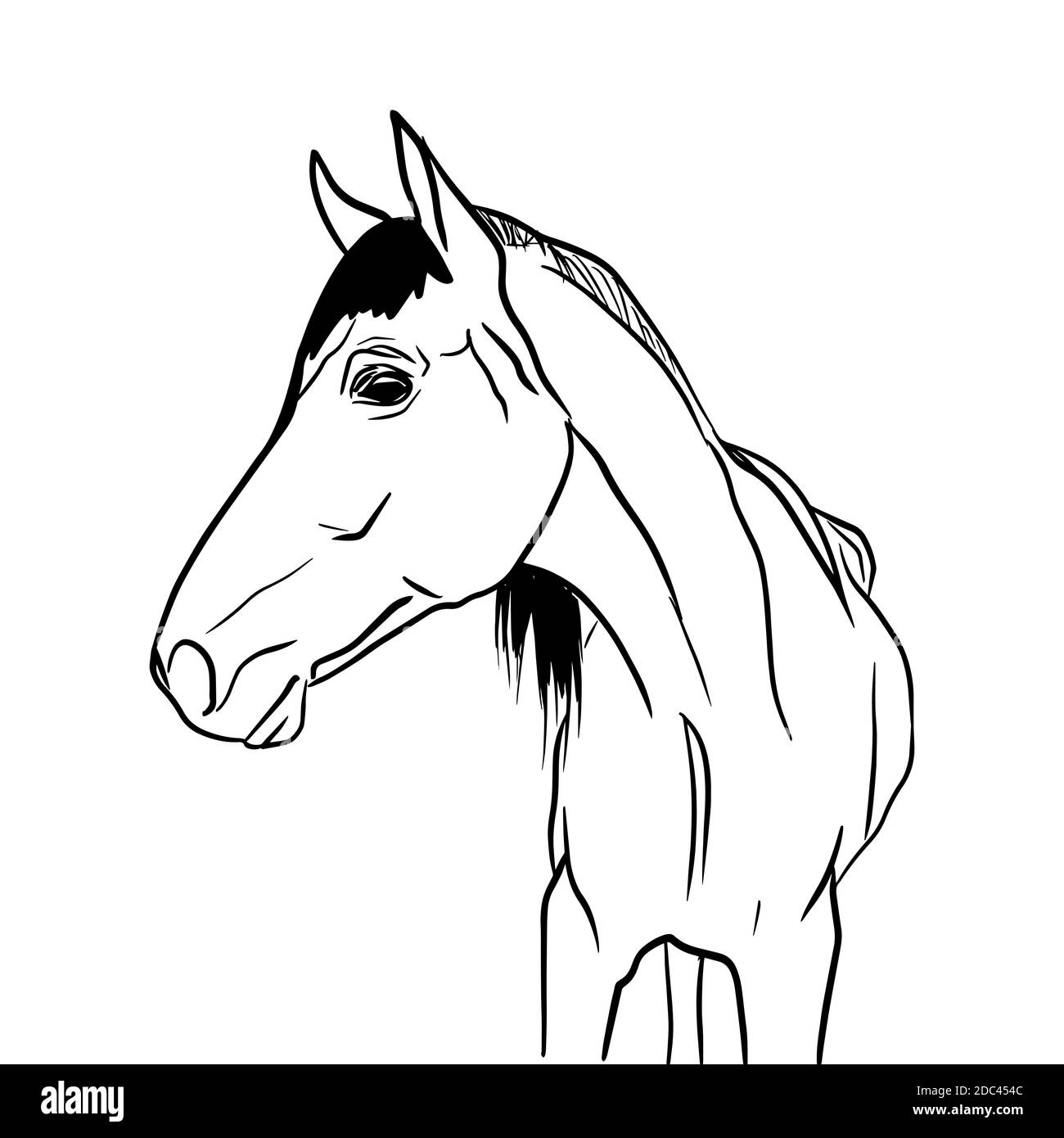 Horse Head Profile Outline