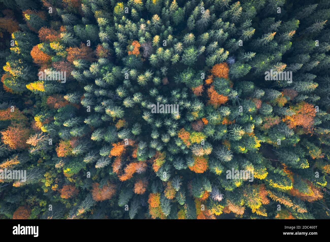 Aerial drone top down view. Yellow, orange and red autumn trees in colorful forest. Sunny day in autumn mountains Stock Photo