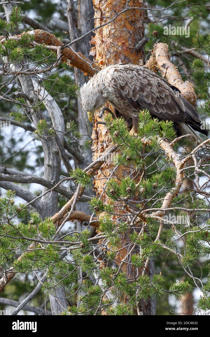White tailed eagle forest hi-res stock photography and images - Alamy