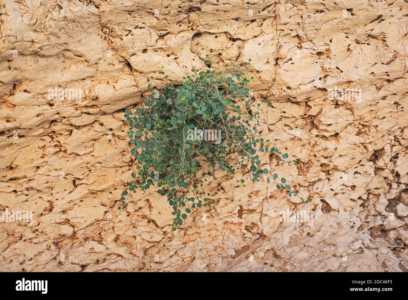 a small blue-green caper bush clings to a fossilized limestone cliff in the nahal nekarot (crevices) stream bed in the makhtesh ramon crater in israel Stock Photo