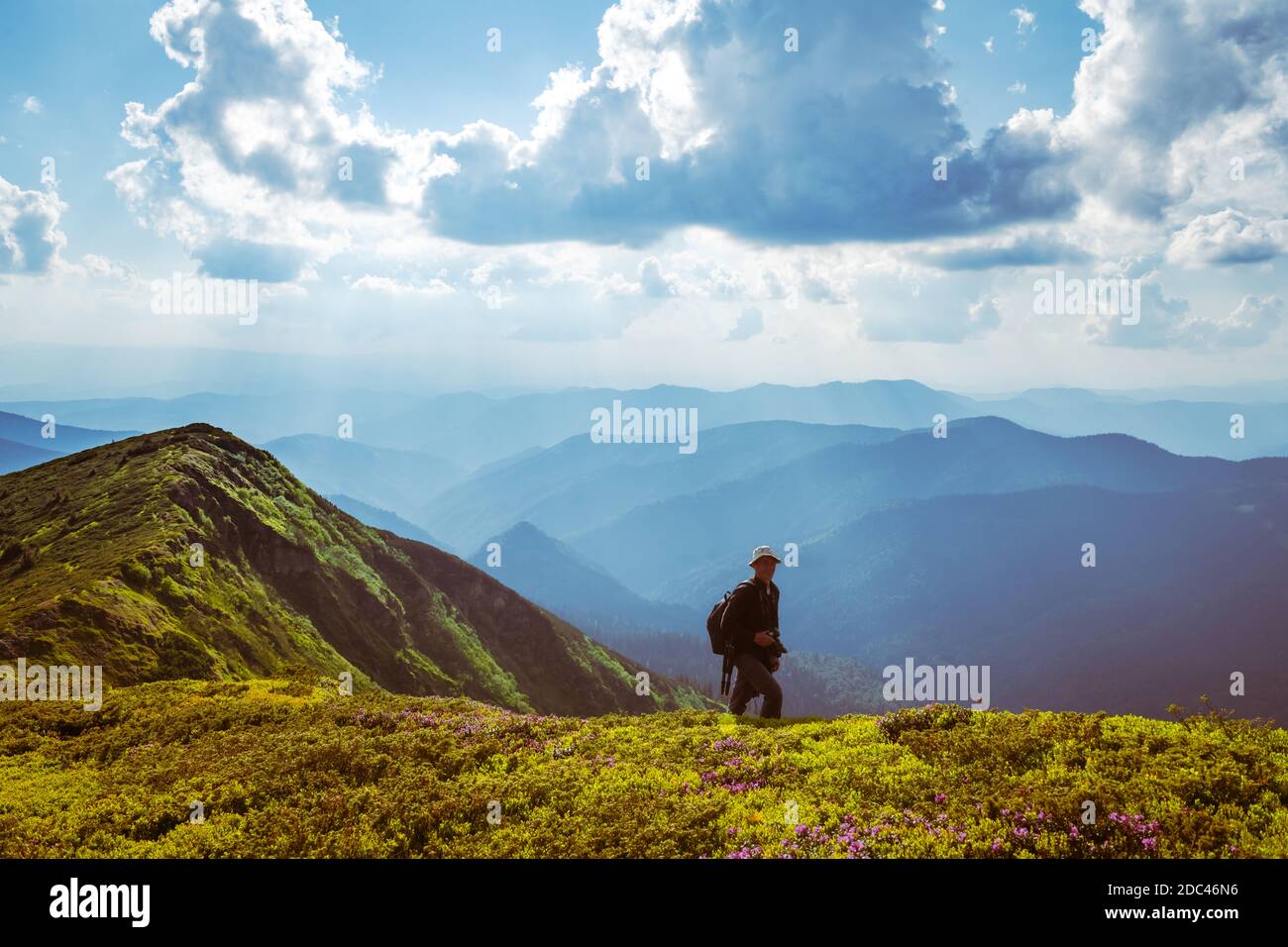Photographer taking photo of rhododendron flowers covered mountains meadow in summer time. Landscape photography Stock Photo