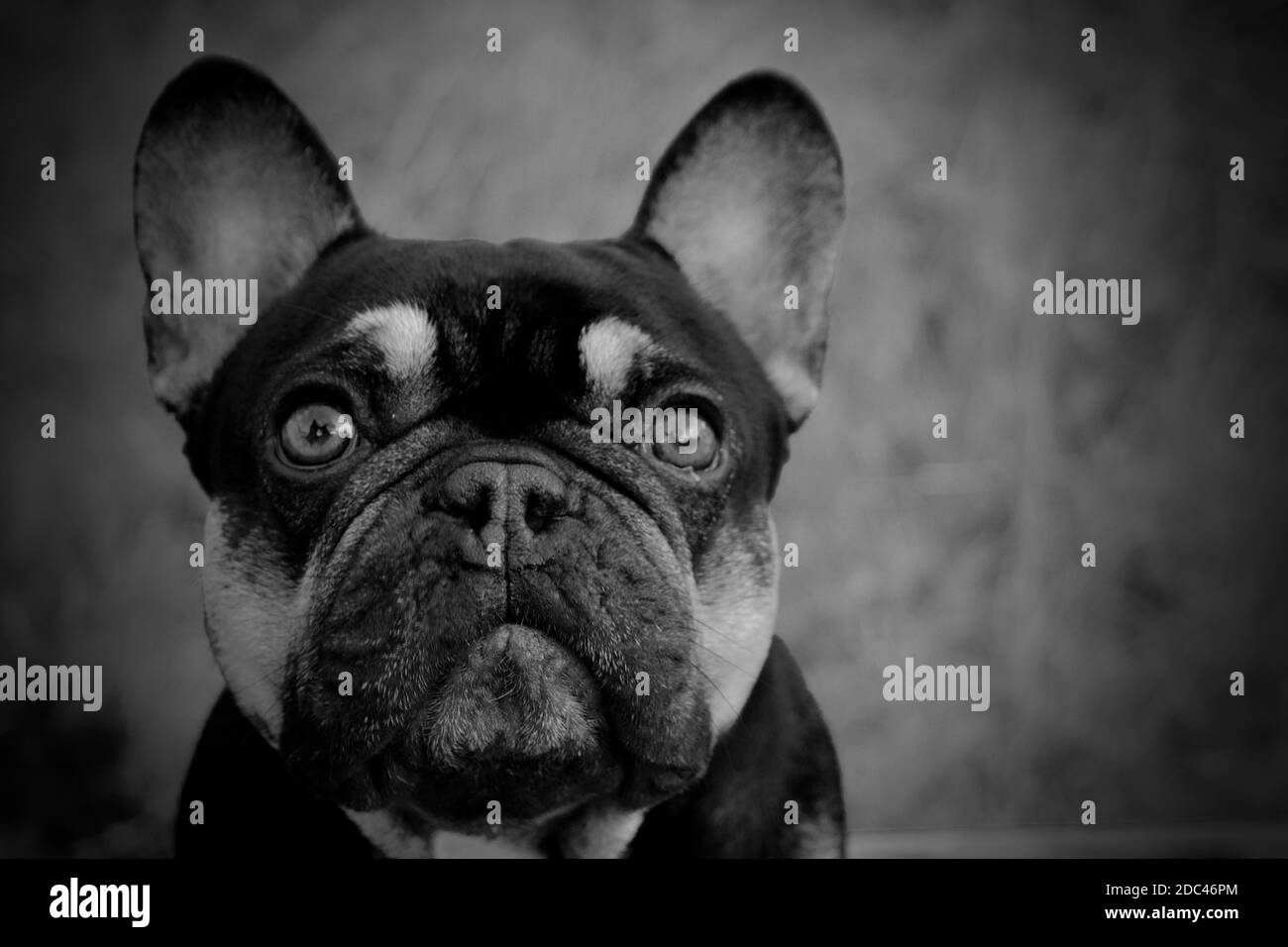 To see the world through a dogs eyes Stock Photo - Alamy