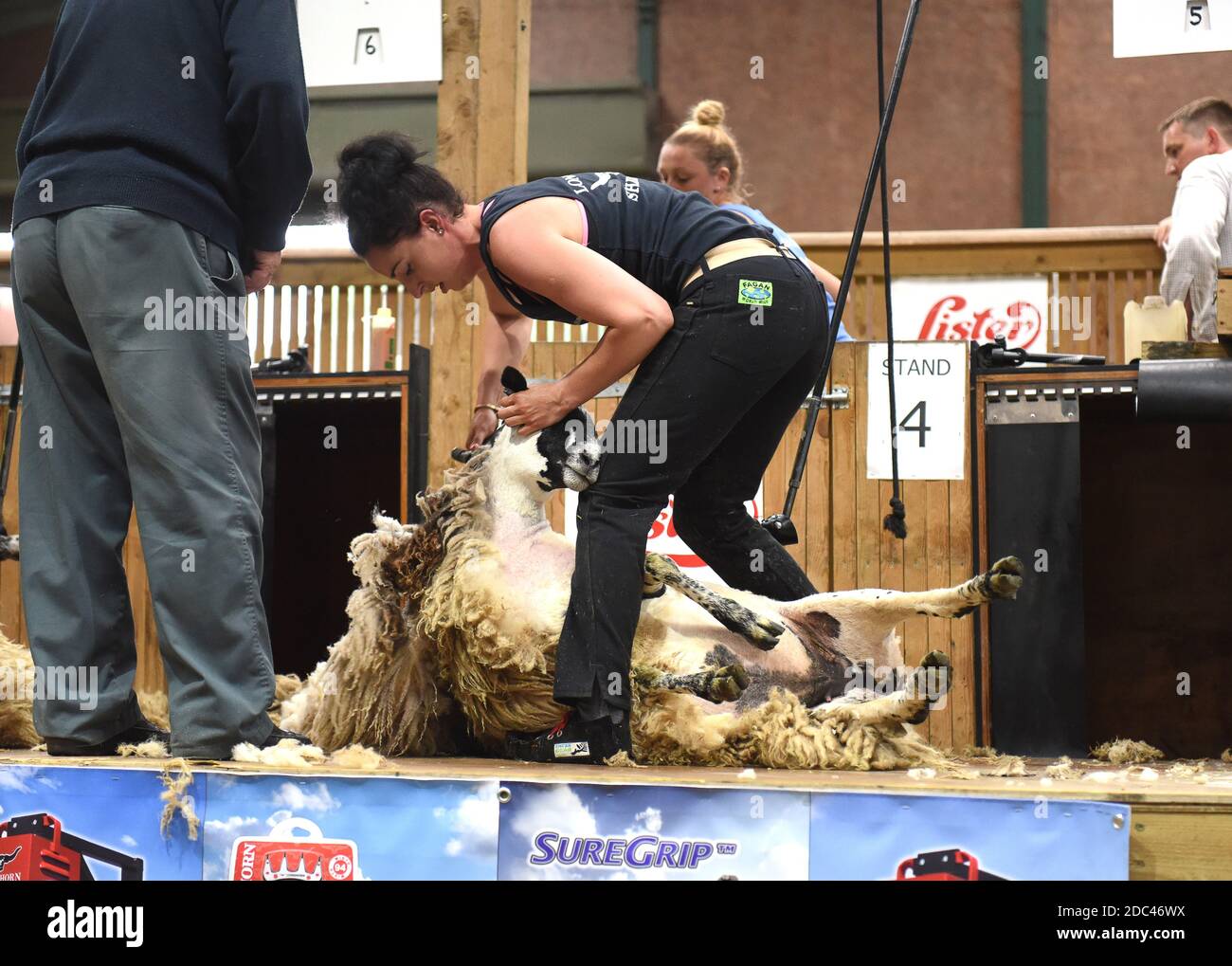 Sheep shearing competition Penny Bell competing at Stafford Show 2018 Stock Photo