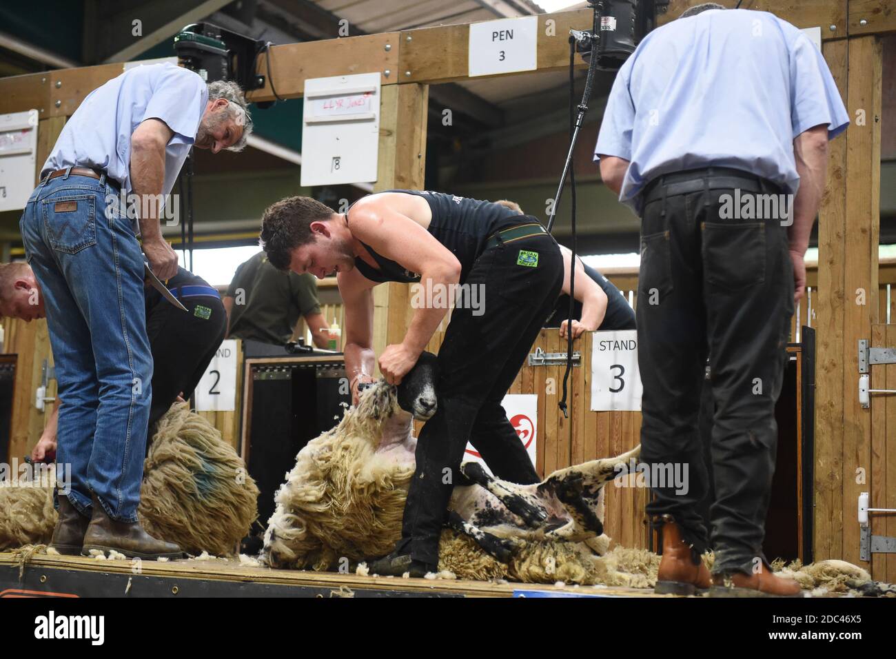Show sheep hires stock photography and images Alamy