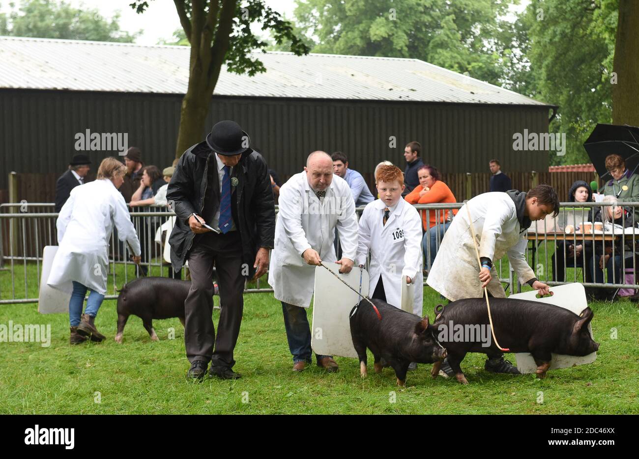 Judging pigs competing at Staffordshire Agricultural Show Stock Photo