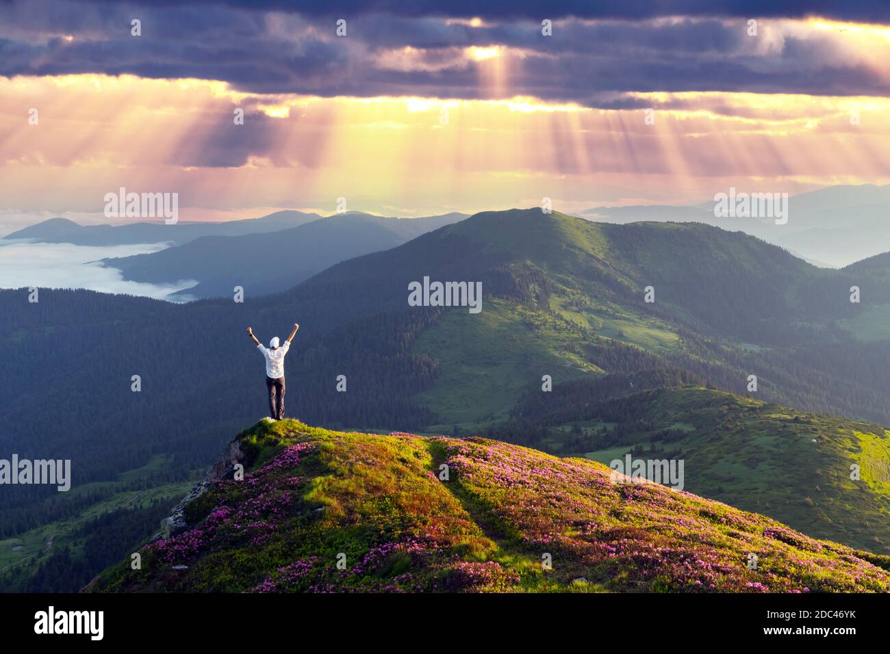 A tourist in white shirt on the edge of a cliff covered with a pink carpet of rhododendron flowers in the summer. Foggy mountains on the background. Landscape photography Stock Photo