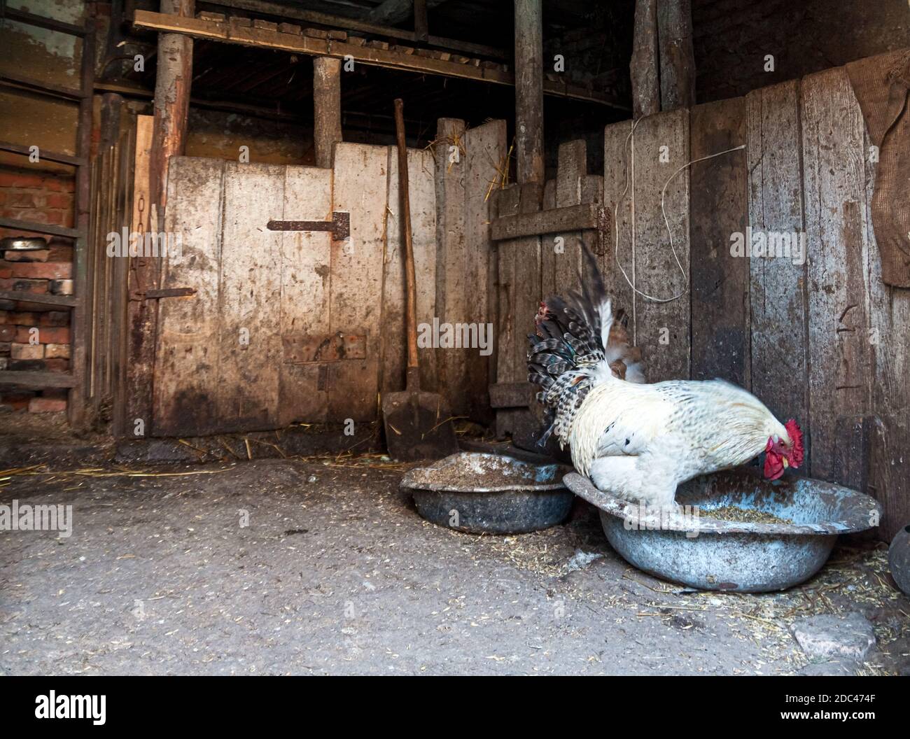Cicken Rides with a rustic home barn cock and chicken rides millet seeds Stock Photo ...