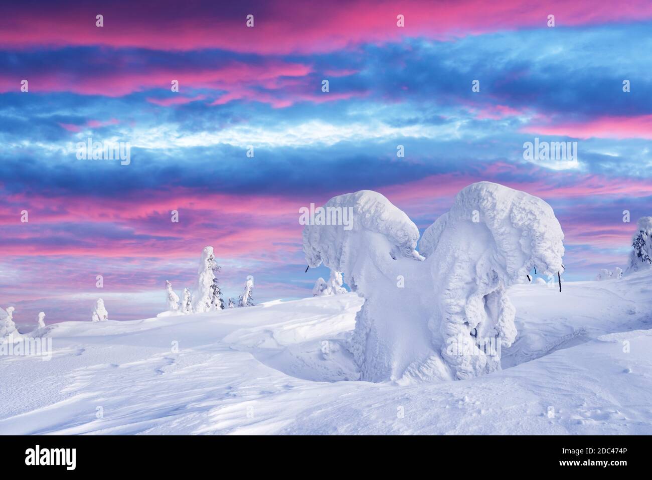 Fantastic winter landscape with snowy trees and sunrise pink sky. Lapland, Finland, Europe. Christmas holiday concept Stock Photo